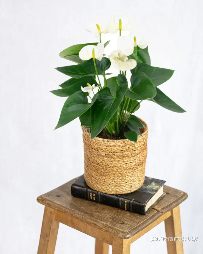 Vit anthurium Vit anthurium