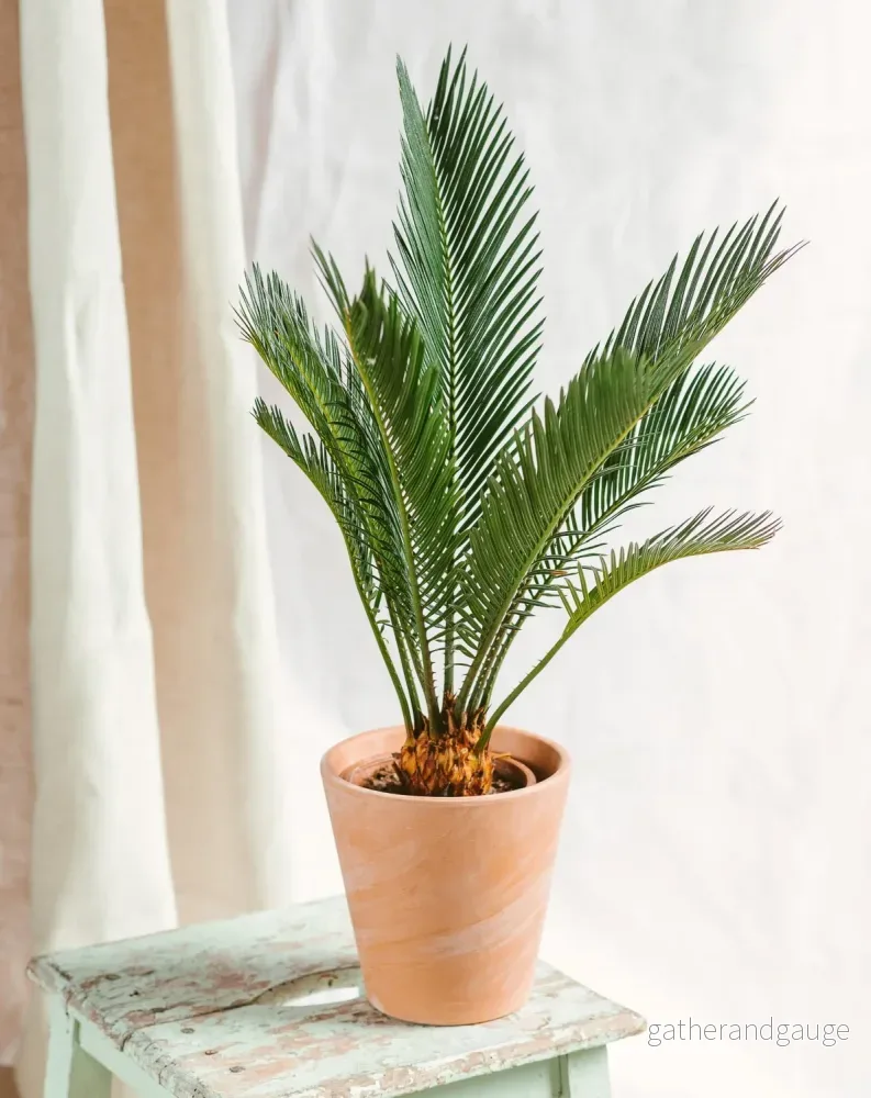 Cycas Revoluta