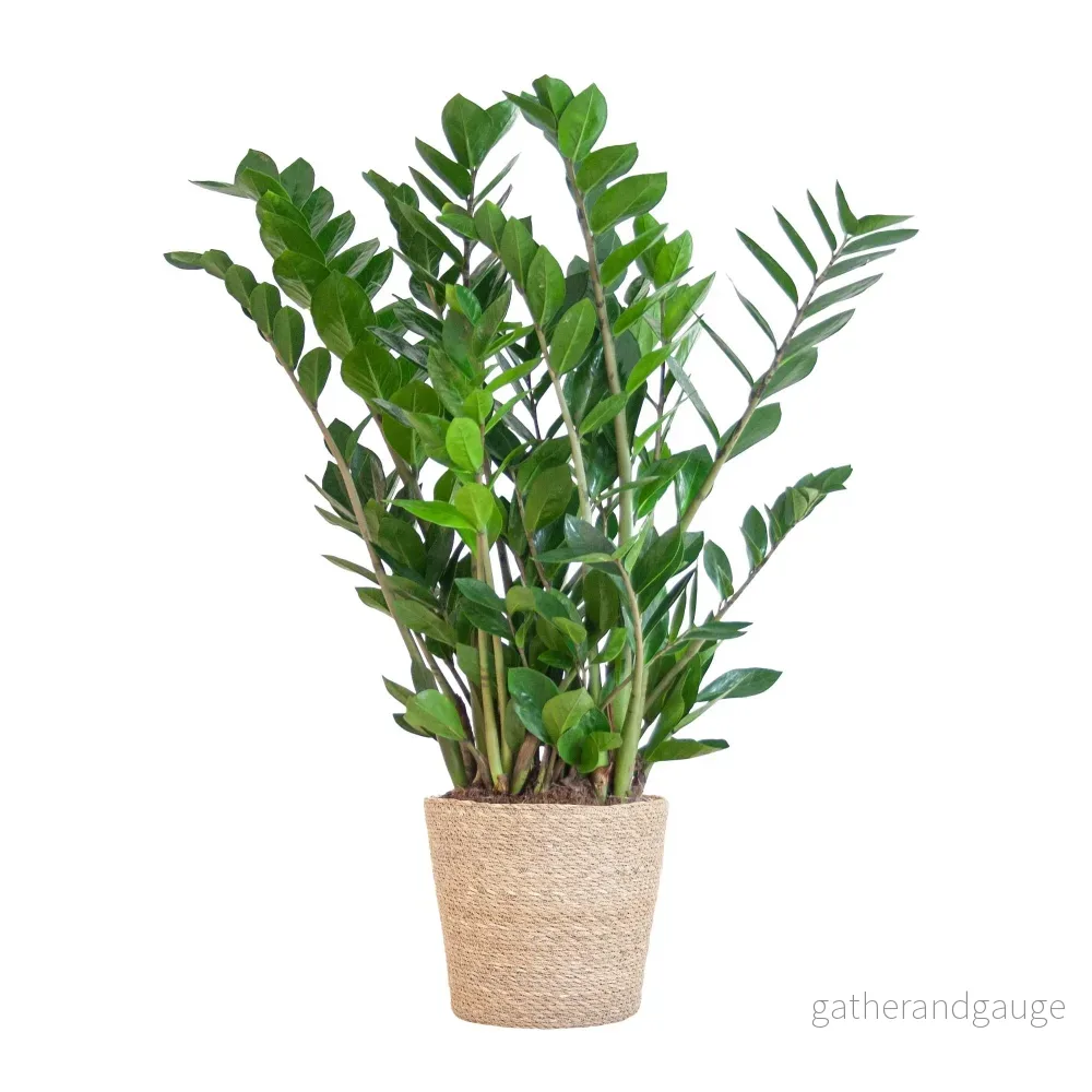 Zamioculcas Zamiifolia och dess kruka - Bild 2