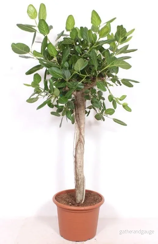 Ficus Benghalensis boom de luxe – 200cm Ficus Benghalensis boom de luxe – 200cm