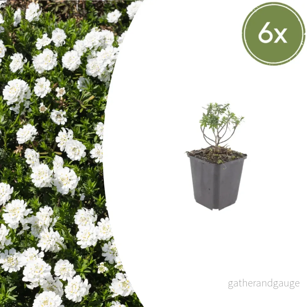 Corbeille D'Argent (Iberis Sempervirens) 'Schneeflocke' - Bild 2