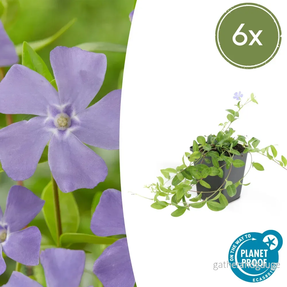 Liten Vintergröna (Vinca Minor) 'La Grave' - Bild 2