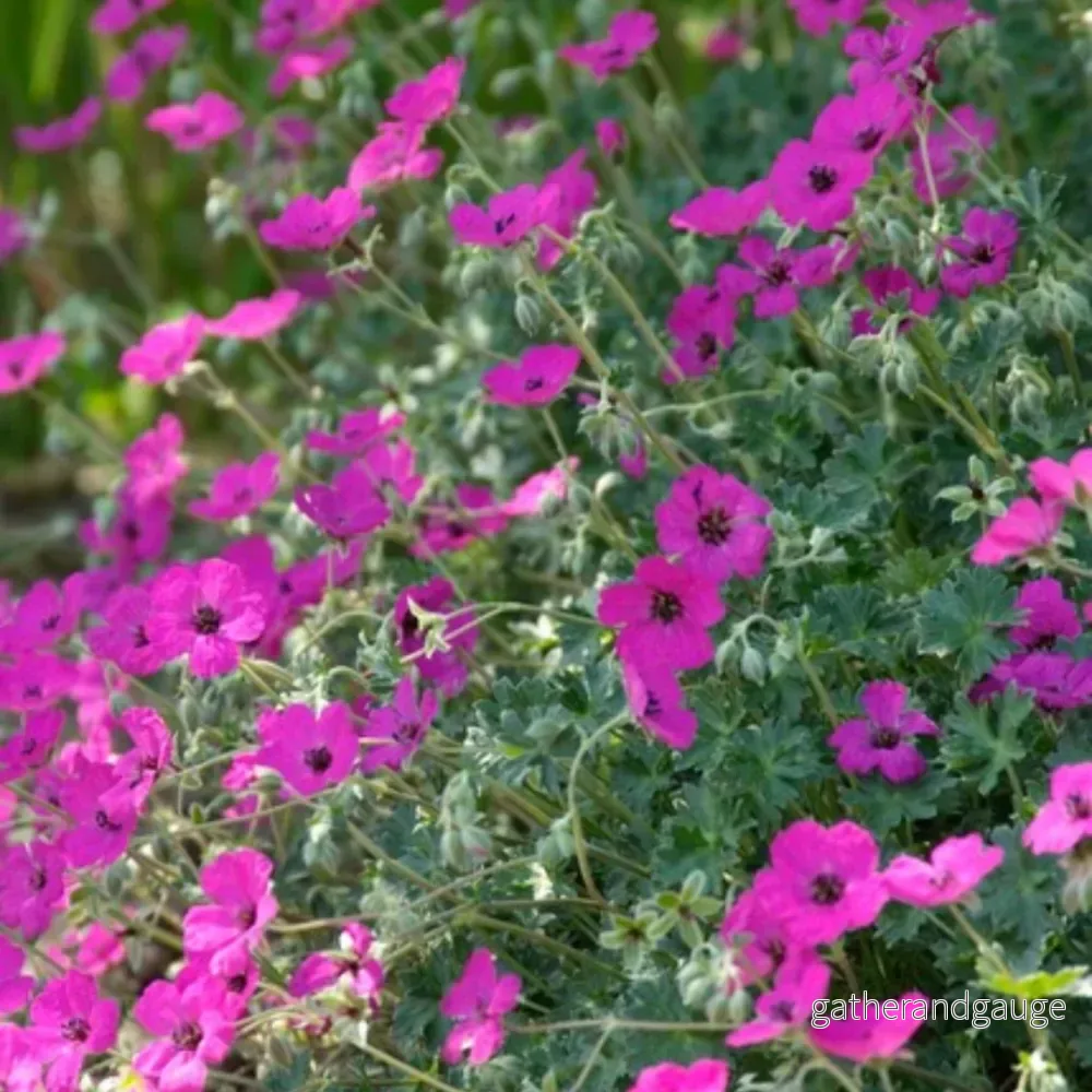 Blodstorknäbb (Geranium sanguineum) 'Max Frei' - Bild 3