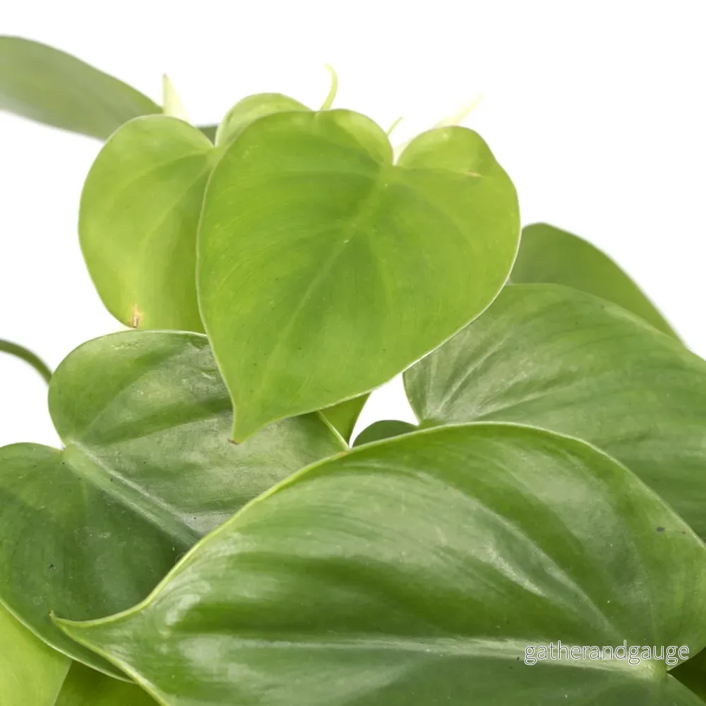 Philodendron Scandens - h15cm, Ø12cm - växt tombante - Bild 3