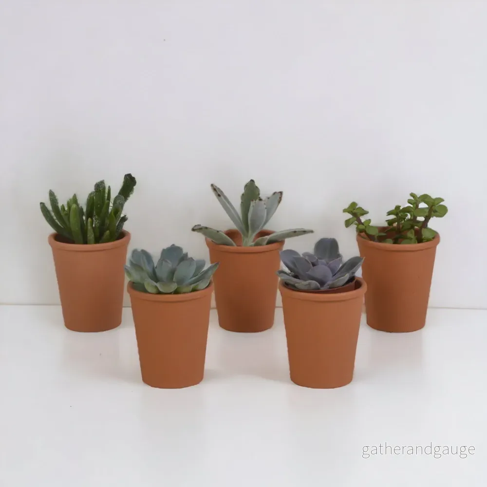 Suckulentlåda och terrakottakrukor – Set med 5 plantor, h13cm