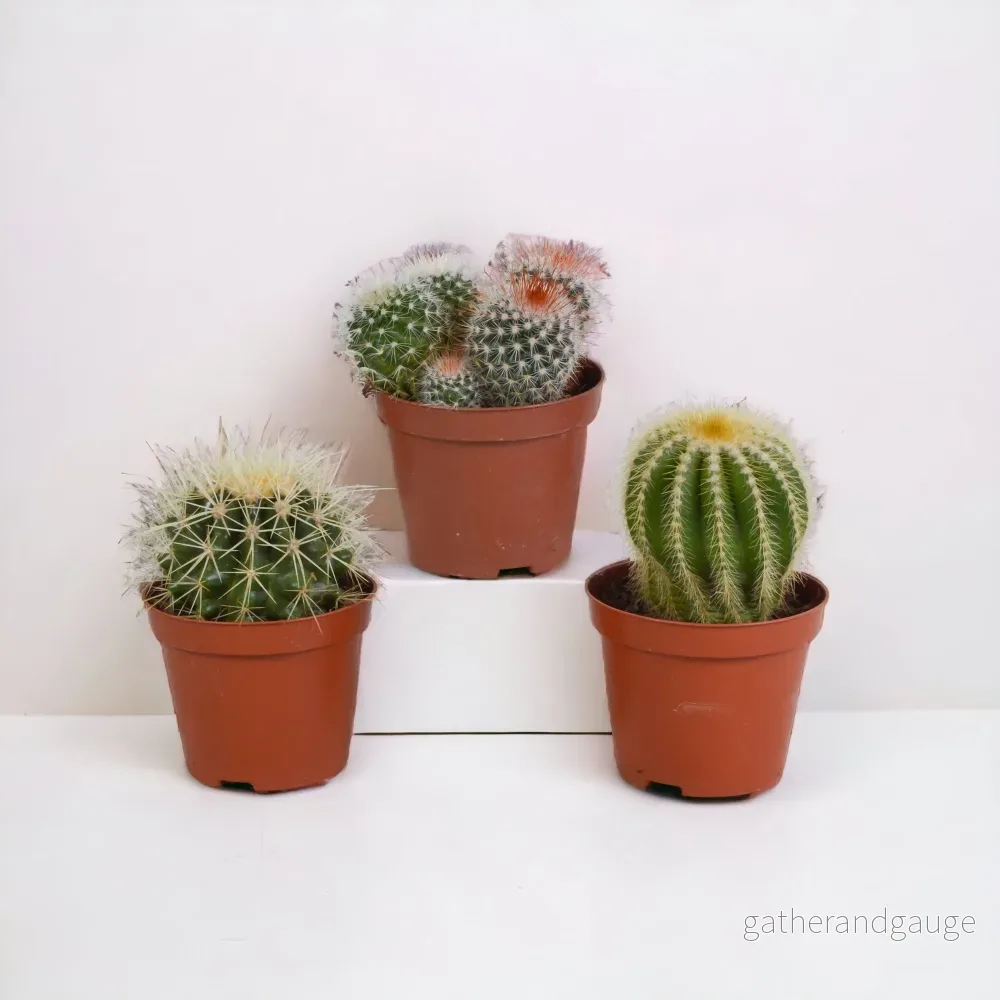 Babykaktus presentförpackning – Set med 3 plantor, h16cm Babykaktus presentförpackning – Set med 3 plantor, h16cm