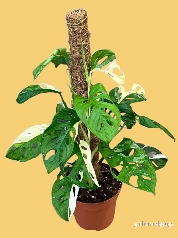 Monstera Adansonii Variegata Monstera Adansonii Variegata