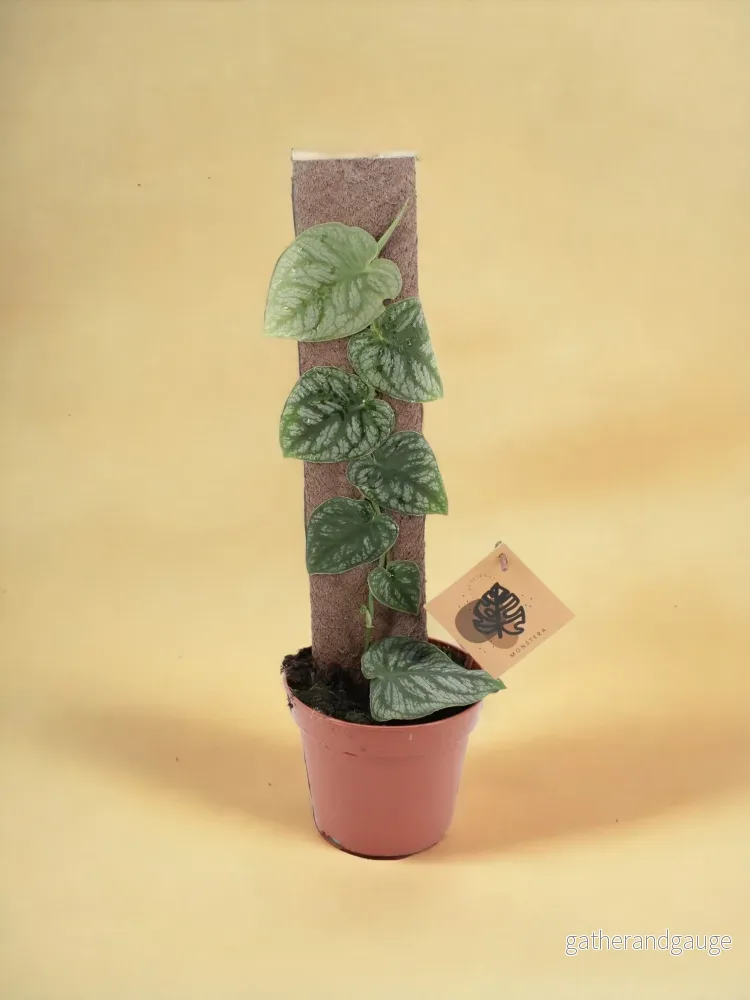 Monstera Dubia Monstera Dubia