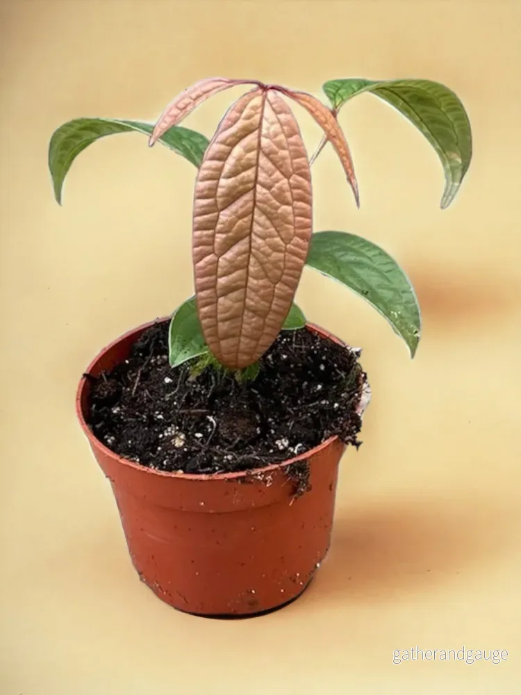 Anthurium Arisaemoides Anthurium Arisaemoides
