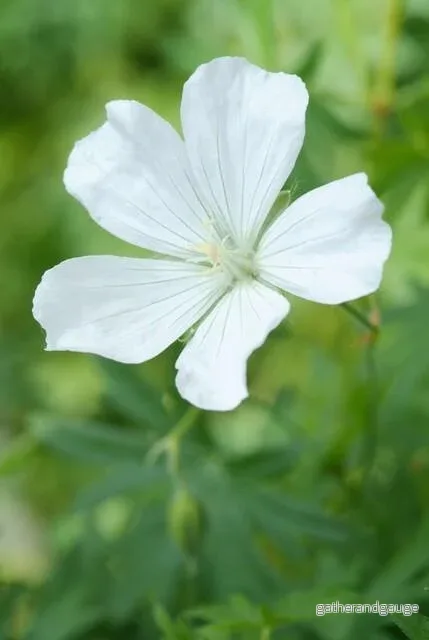 Blodnäva (Geranium sanguineum) ’Album’ Blodnäva (Geranium sanguineum) ’Album’