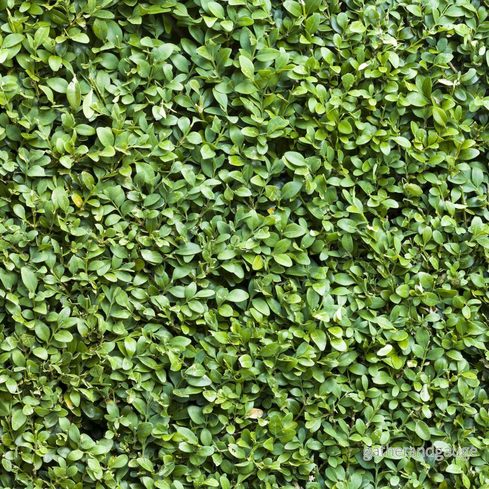 Buxbom (Buxus Sempervirens) 'Buxus Sempervirens' - Bild 3
