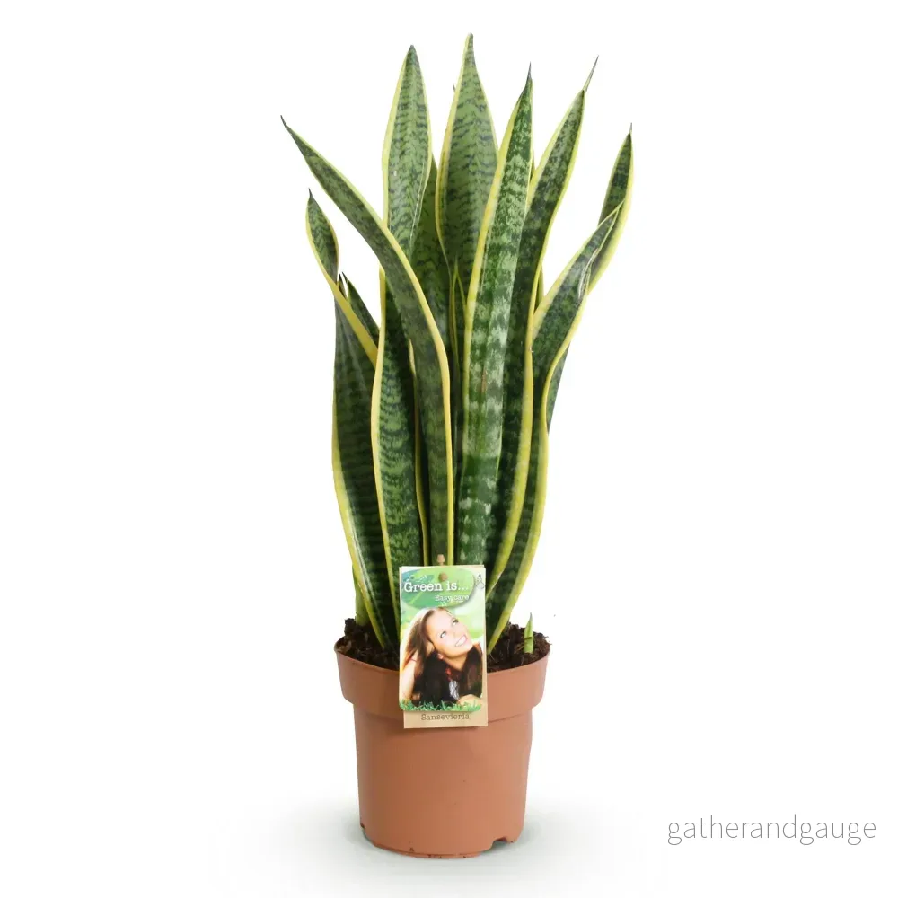 Sansevieria Laurentii - Bild 3