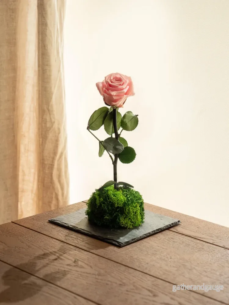 Kokedama – Evig ros Kokedama – Evig ros