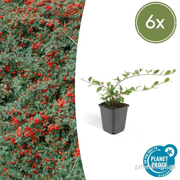 Cotoneaster Dammeri (Cotoneaster Dammeri) 'Major' - Bild 2