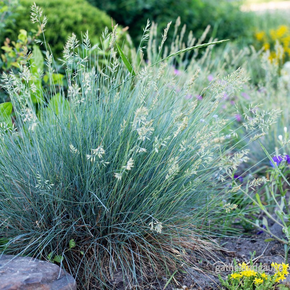 Blå Festuca (Festuca glauca) 'Intense Blue' - Bild 3