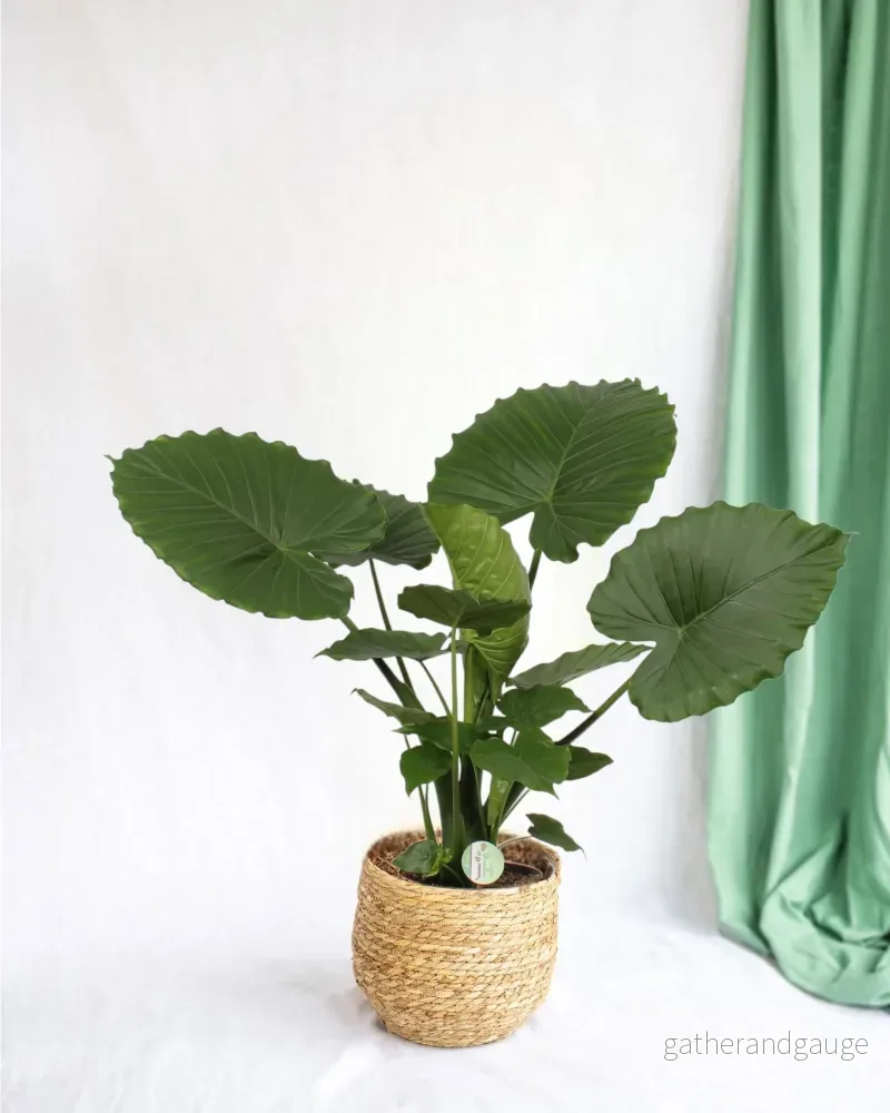 Alocasia Gageana Kalifornien Alocasia Gageana Kalifornien