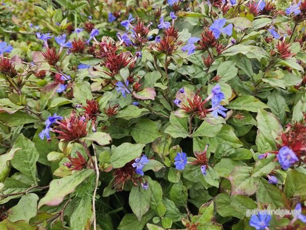 Plumbago från Kina (Ceratostigma Plumbaginoides) 'Plumbaginoides'