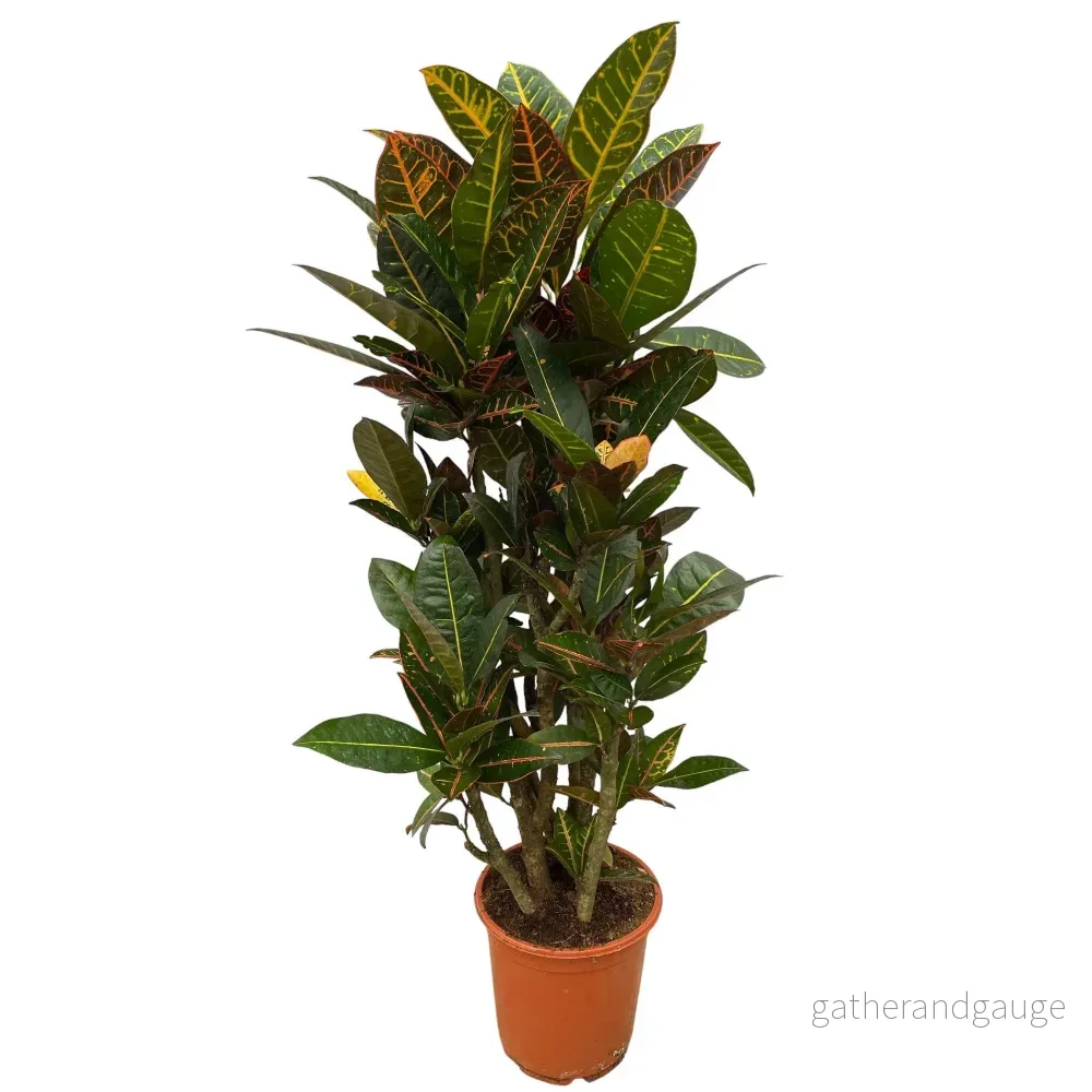 Codiaeum croton Petra - Bild 3
