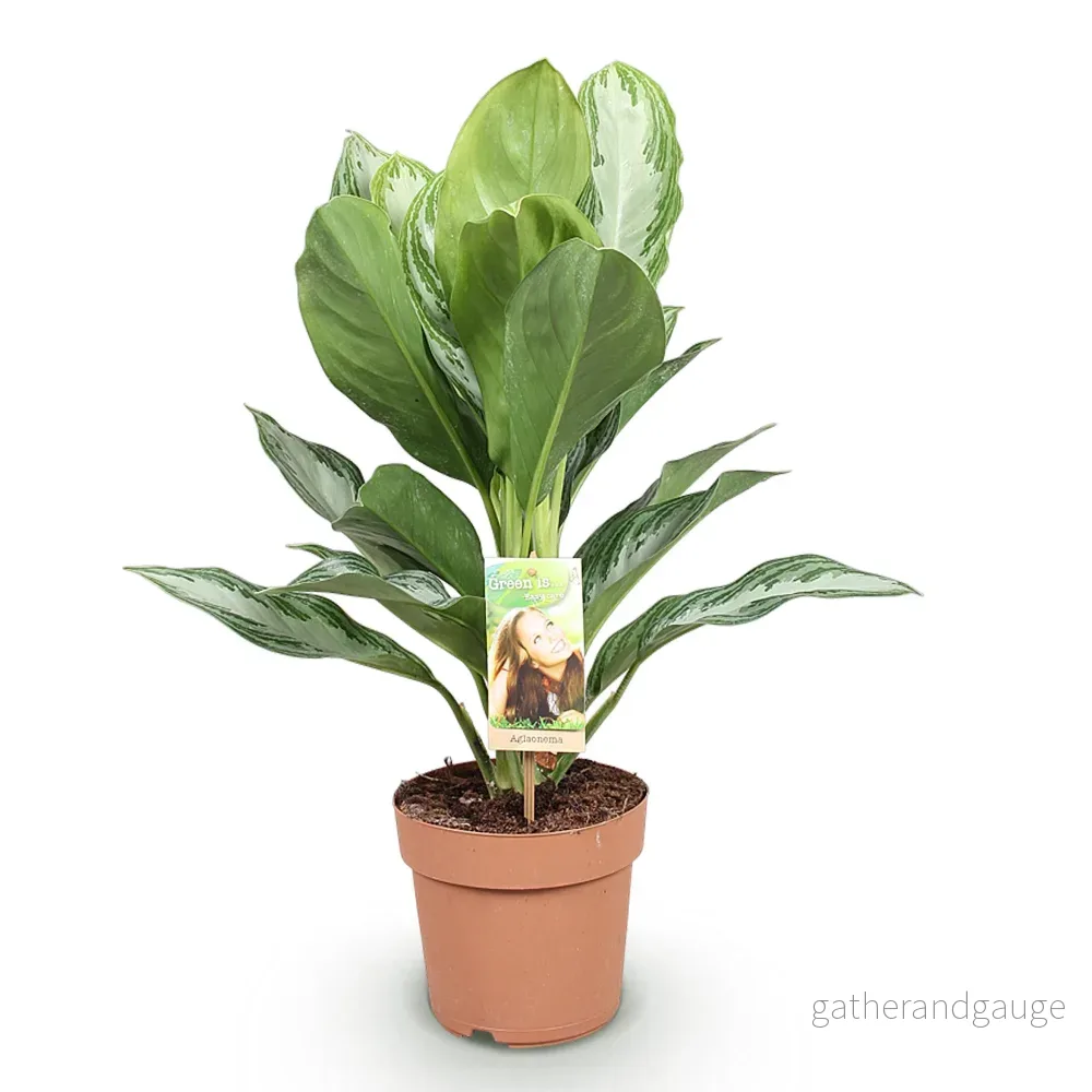 Aglaonema Silver Bay – 1 paket - Bild 3