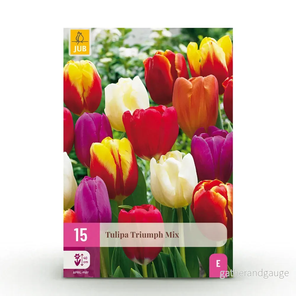 Green boutiQ – Bloembollen – Tulp Triumph mix – Diversen kleuren – 15 stuks – Bolmaat 11/12 – XXL Pack