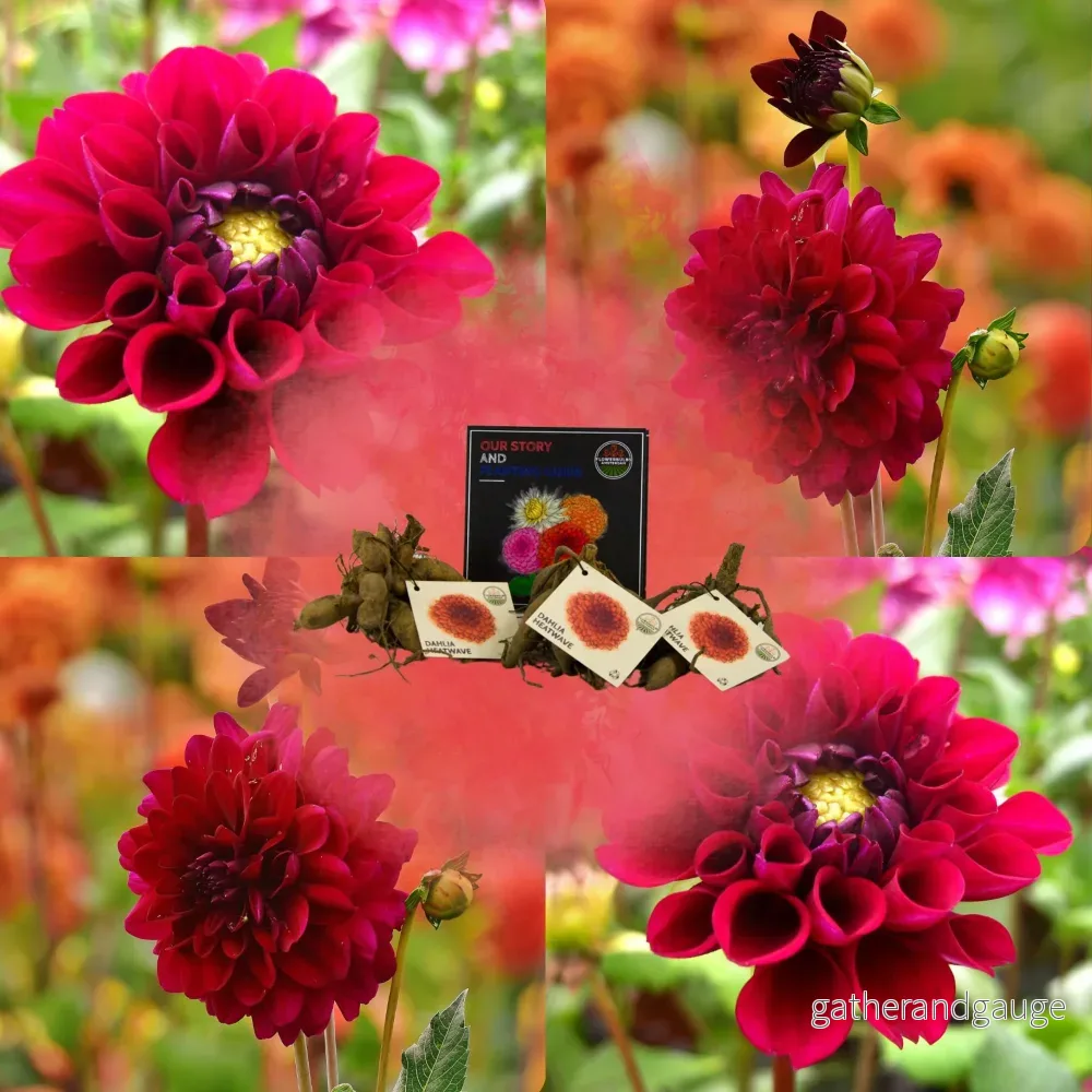 Dahlia Heatwave glödlampa, stora mörkröda blommor