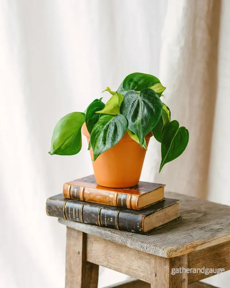 Philodendron Brasilien