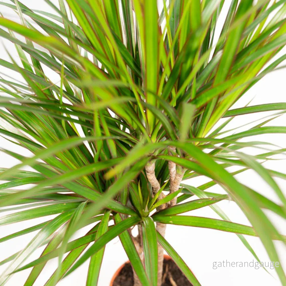 Dracaena och dess cache h120cm - Bild 3