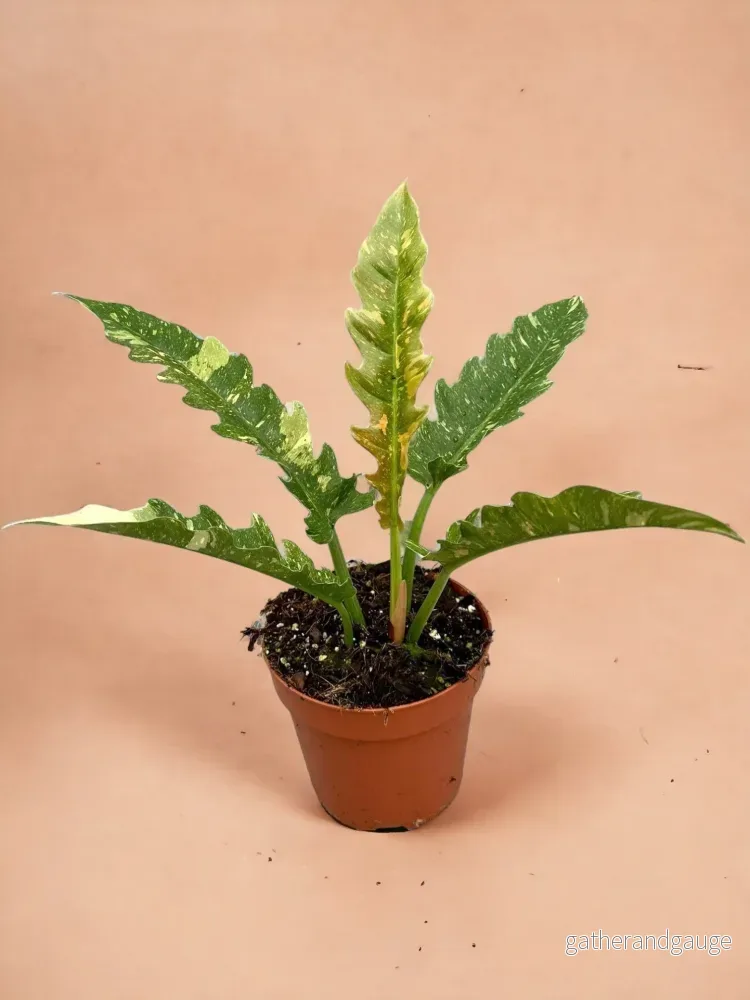 Philodendron Ring Av Eld Philodendron Ring Av Eld