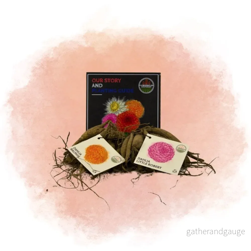 Dahlia – Box med blandade lökar 2 x Pompon Splash, Little Robert & Ralphie
