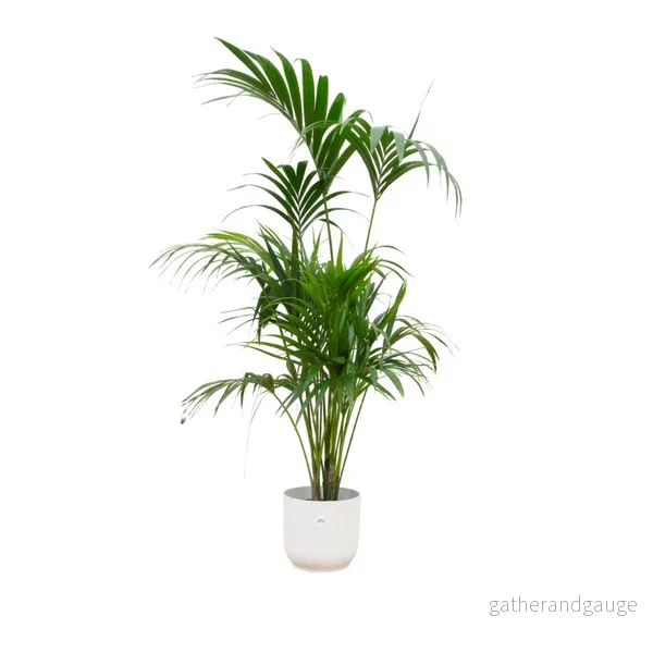 Combi deal – Kentia palm inkluderadief elho Vibes Fold Round wit Ø30 – 180 cm Combi deal – Kentia palm inkluderadief elho Vibes Fold Round wit Ø30 – 180 cm