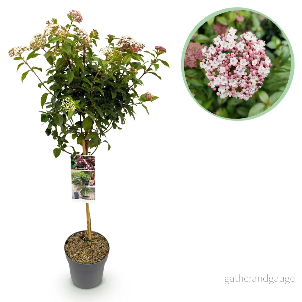Lagerblad (Viburnum tinus) 'Eve Price' - Bild 2