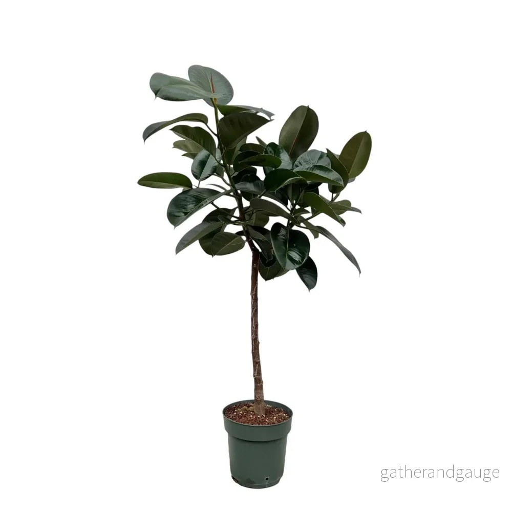 Ficus Elastica Robusta stam - 130 cm - ø24 - Bild 2