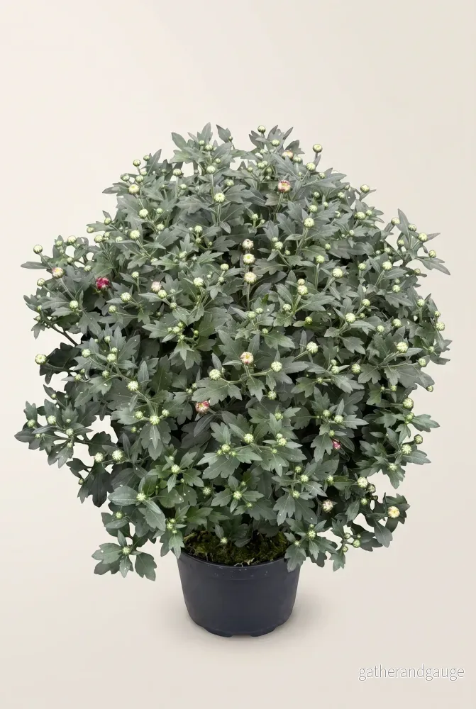 Bollkryss, 18 cm, löslavat 72 på vagn, olika färger
