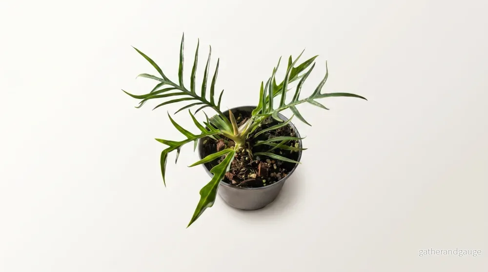 Philodendron tortum, 12 cm, 8 plantor i brätte, 5 brätte per hylla