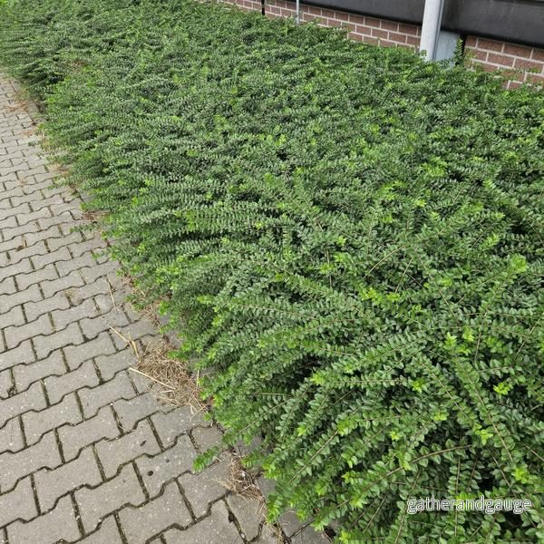 Busklilja Arbustiv (Lonicera Nitida) ’Maigrün’ Busklilja Arbustiv (Lonicera Nitida) ’Maigrün’