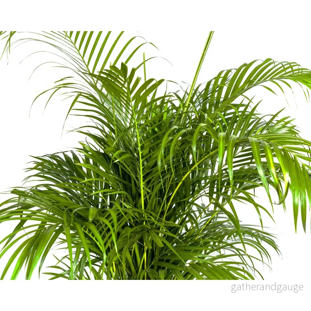 Dypsis Areca lutescens Ø27cm - ↕150 - 170cm - Bild 3