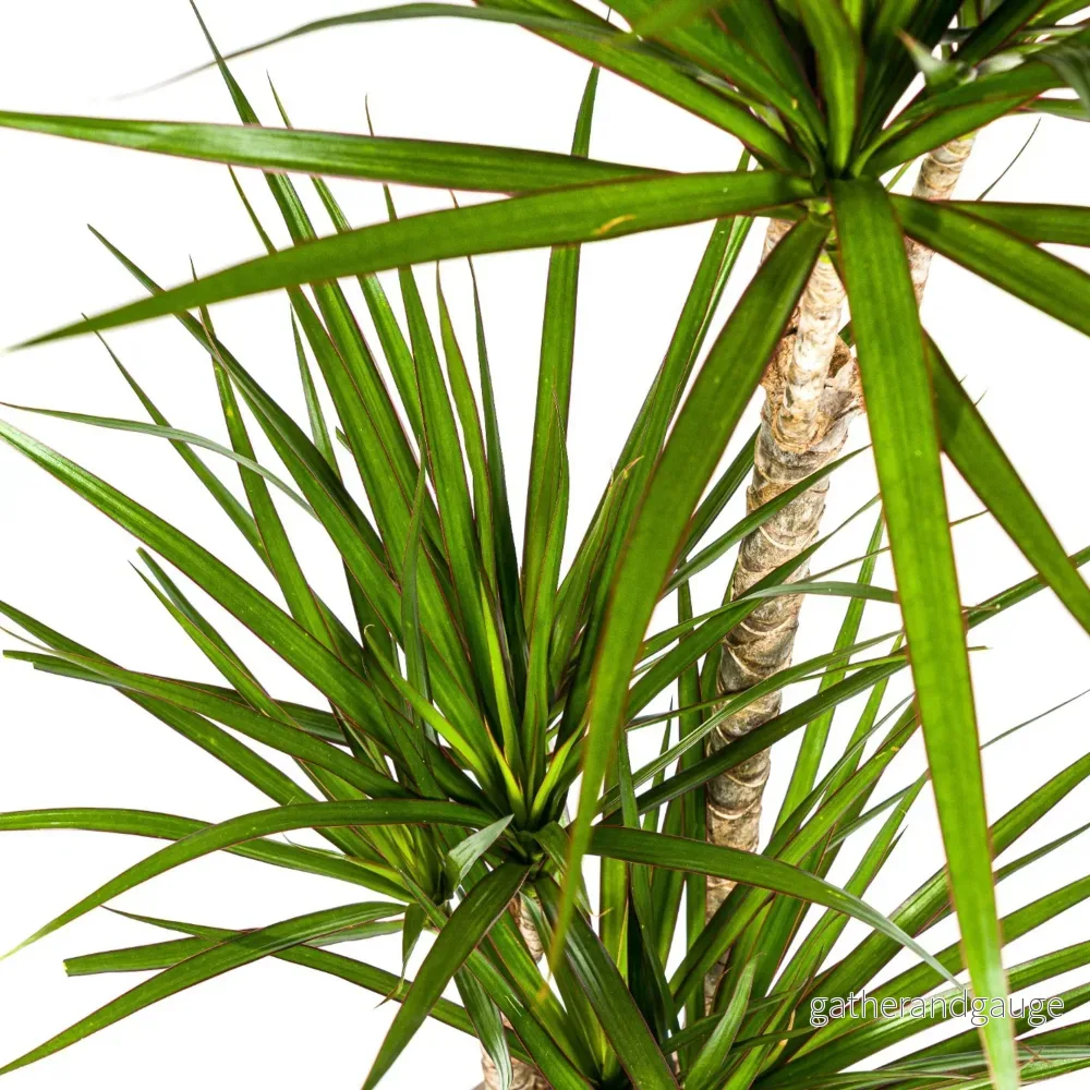 Dracaena Marginata Green met mand Ø21cm - ↕110 - 130cm - Bild 2