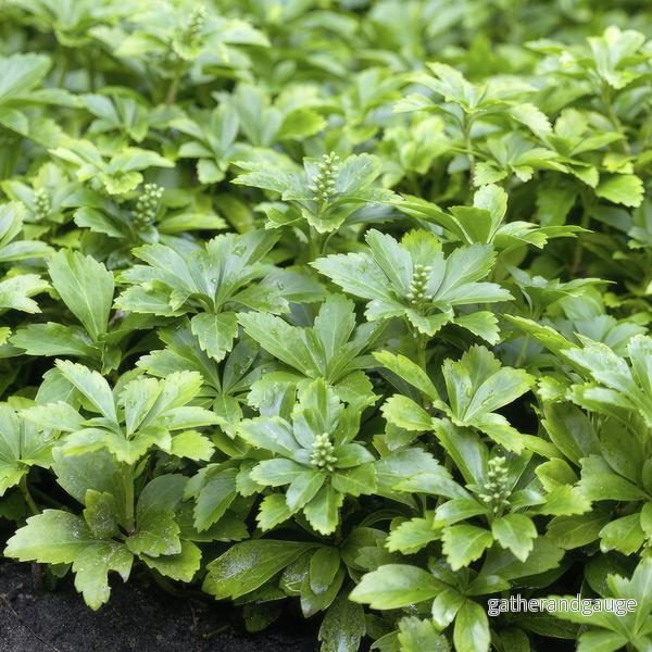 Pachysandra från Japan (Pachysandra Terminalis) 'Green Carpet'
