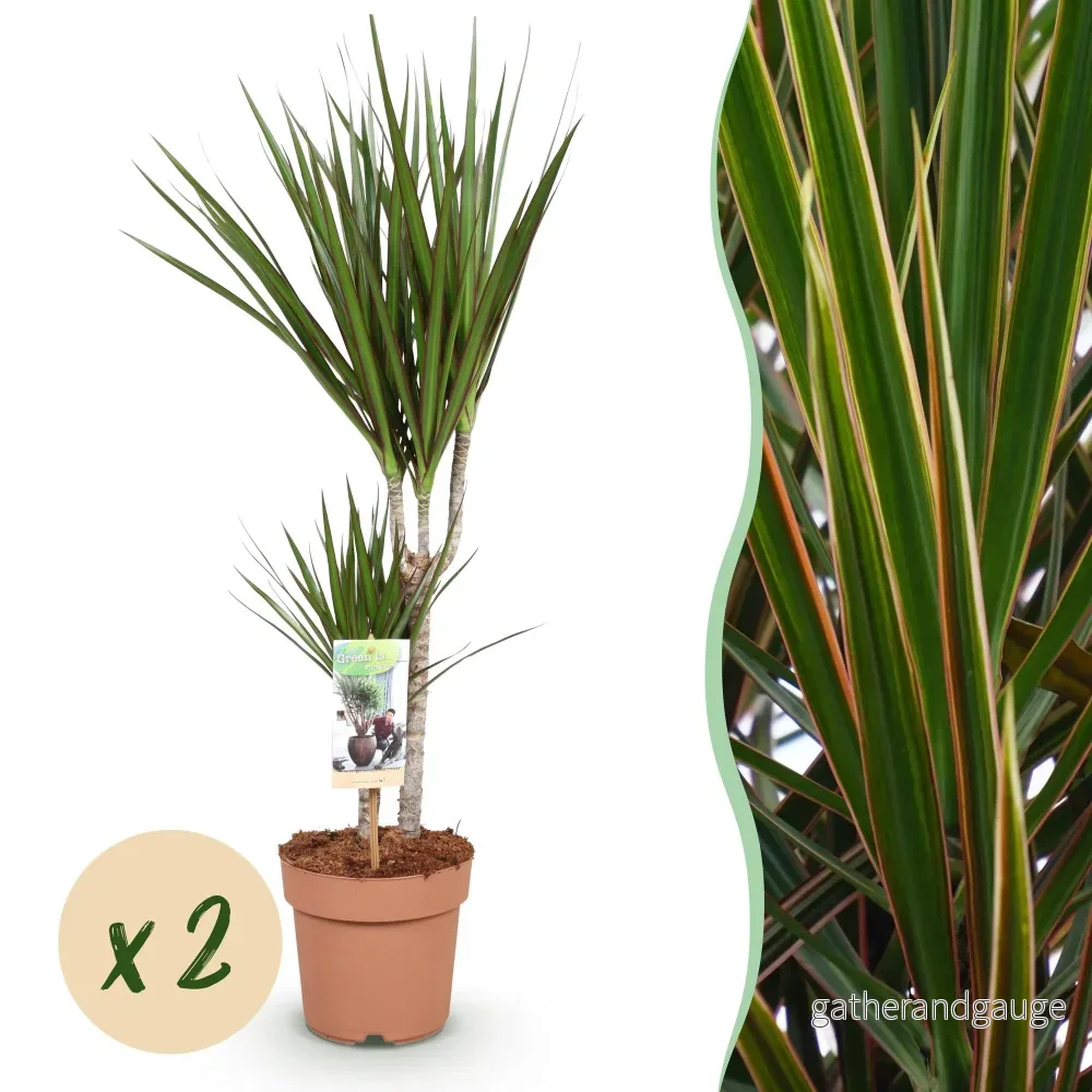 Dracaena Marginata – 2-pack – Höjd 70-80 cm - Bild 2