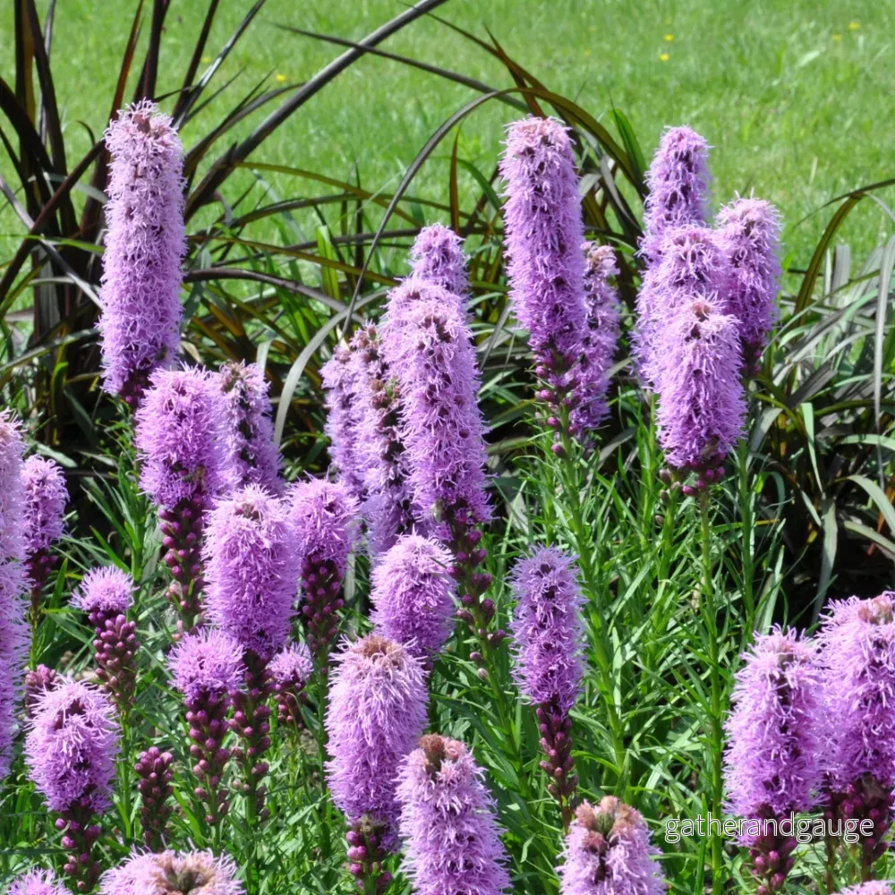 Pluim van Kansas (Liatris spicata) ’Liatris spicata’ Pluim van Kansas (Liatris spicata) ’Liatris spicata’