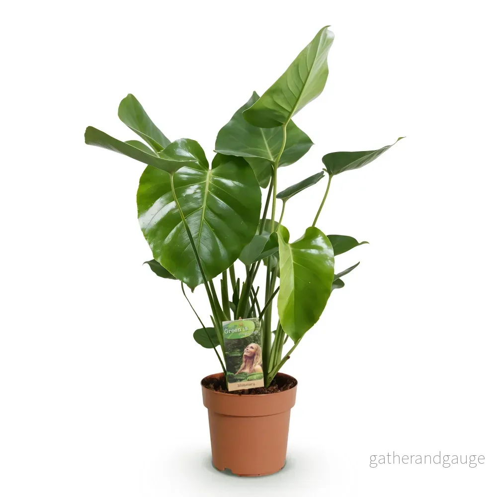 Green BoutiQ - Green is... Kamerväxtn - Monstera Deliciosa - Gatenplant - Weinig onderhoud - Groen - 1 Plant - Kruka 17cm - Hoogte 50-55cm - Bild 3