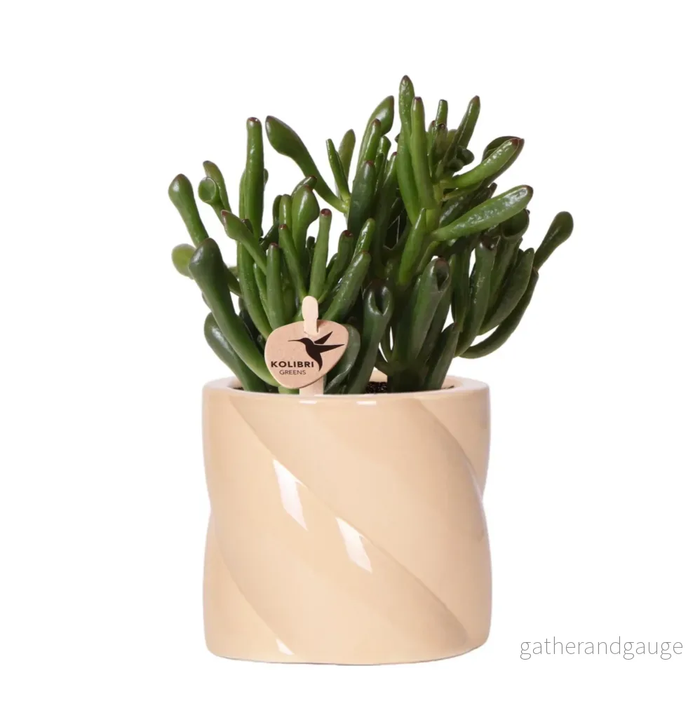 Crassula Hobbit + Krukgodis Lila – Blommande krukväxt Crassula Hobbit + Krukgodis Lila – Blommande krukväxt