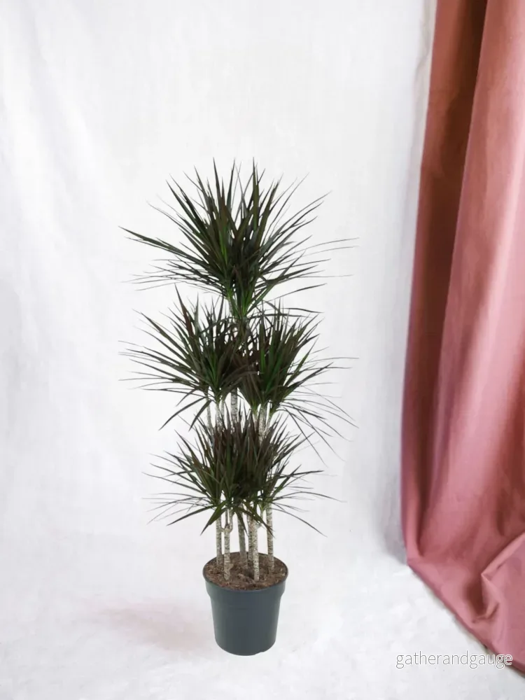 Dracaena Magenta Carousel - 150cm - ø31 - Bild 2