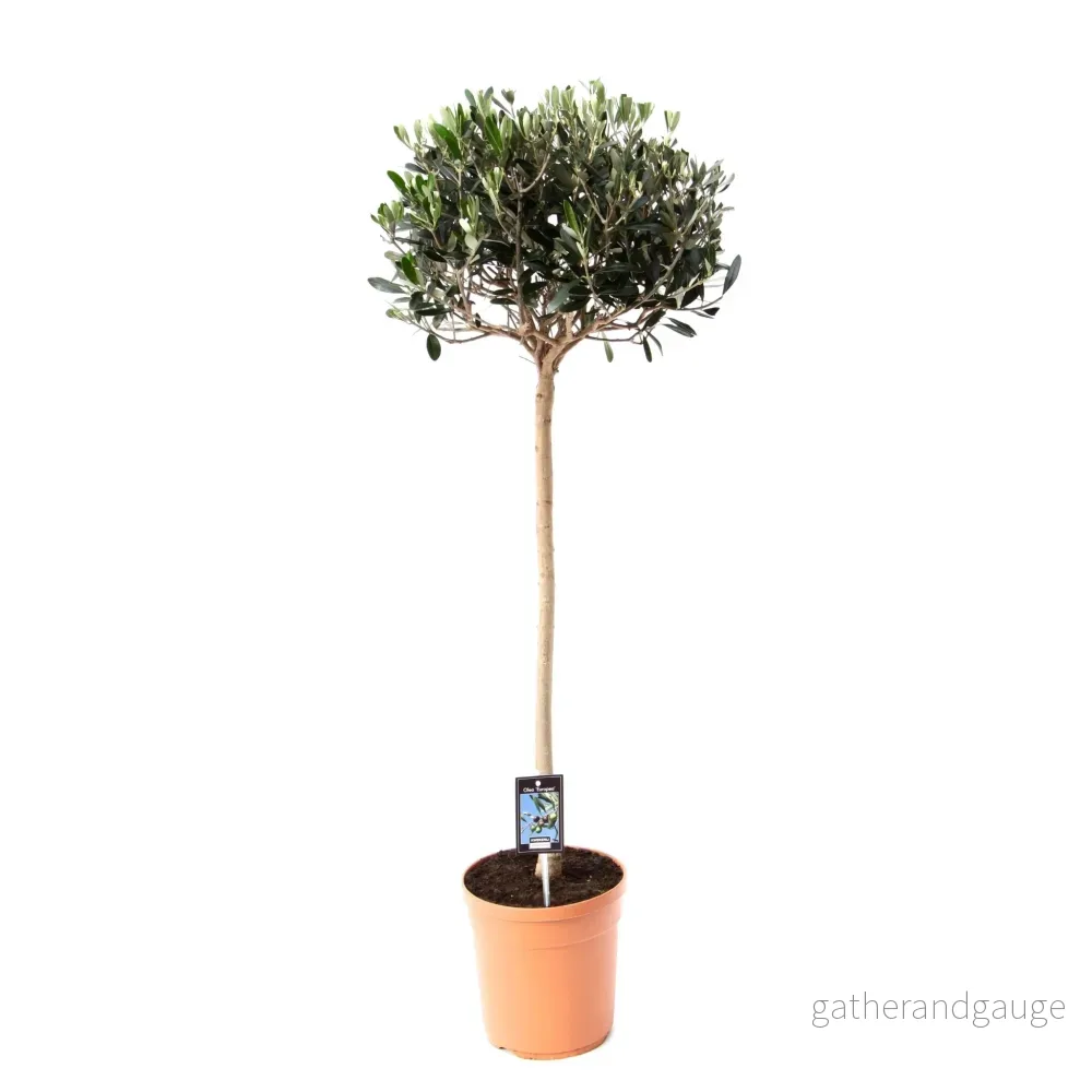Olivträd (Olea Europaea) 'Olea Europaea'