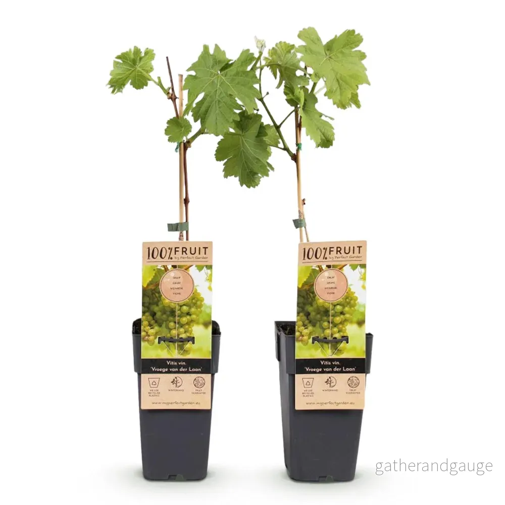 Vinstocken (Vitis Vinifera) 'Vroege Van Der Laan' - Bild 3