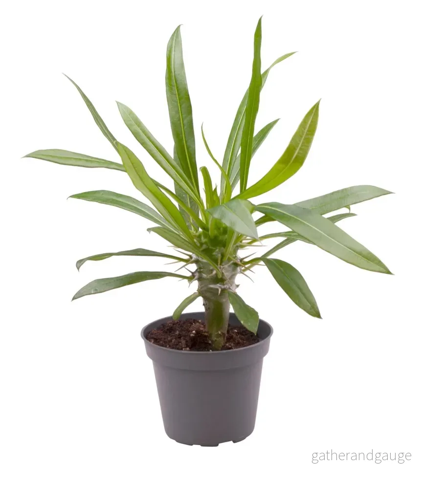 Mini Pachypodium Lameri - Bild 2