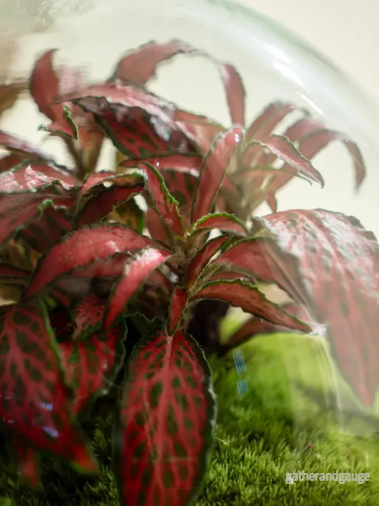 Terrarium - Bohol - Bild 3