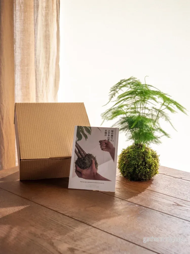 Kit Kokedama - Sparris - Bild 2