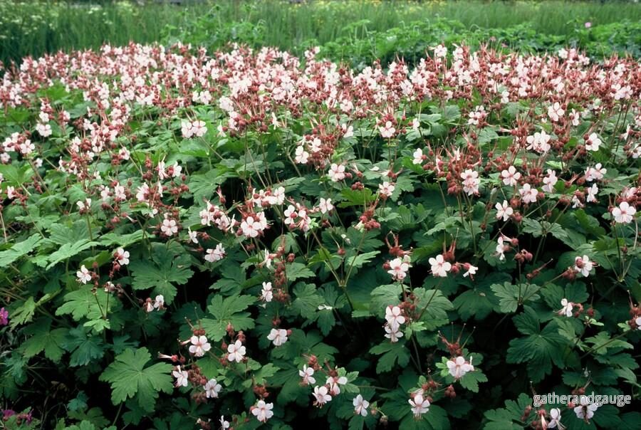 Storkranium Vivace (Geranium macrorrhizum) ’Spessart’ Storkranium Vivace (Geranium macrorrhizum) ’Spessart’