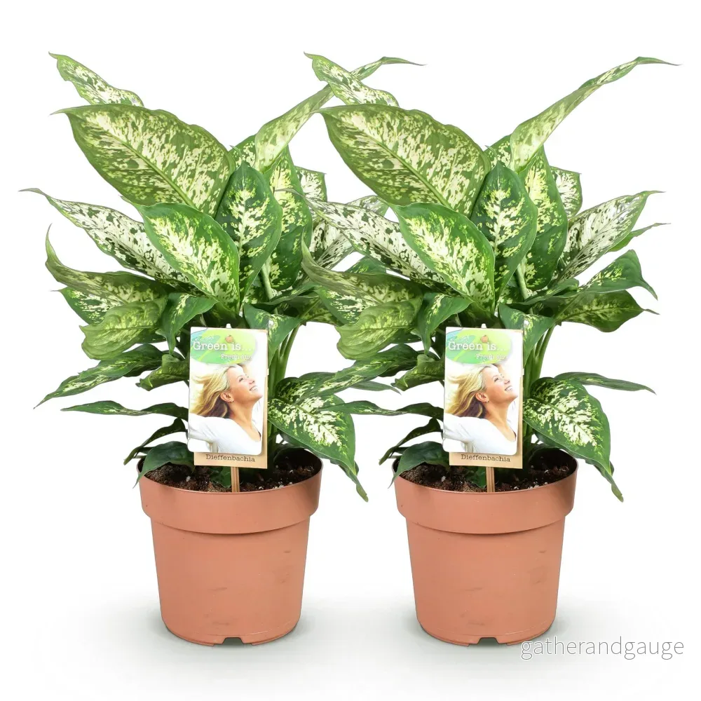 Dieffenbachia Compacta – Set om 2 – Kruka 17 cm - Bild 3